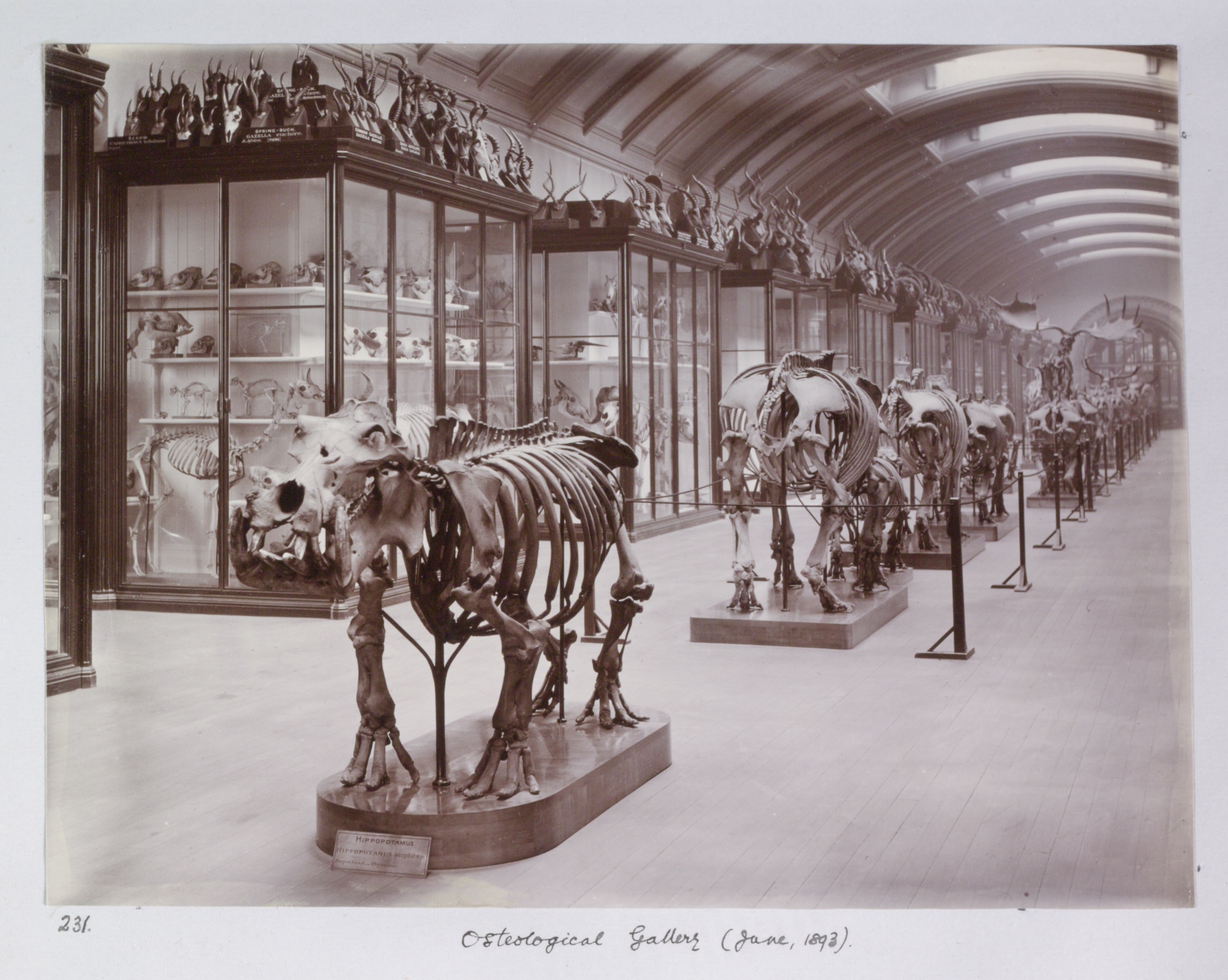 NHM to reopen ‘lost’ gallery after 80 years